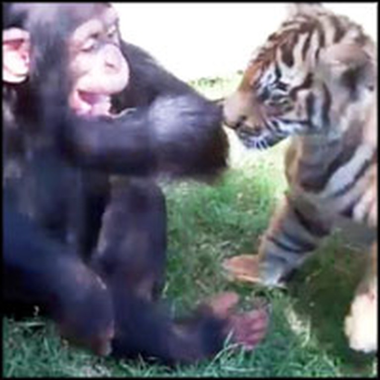 Tiger Cub, Wolf Cub and Baby Chimp Play Together