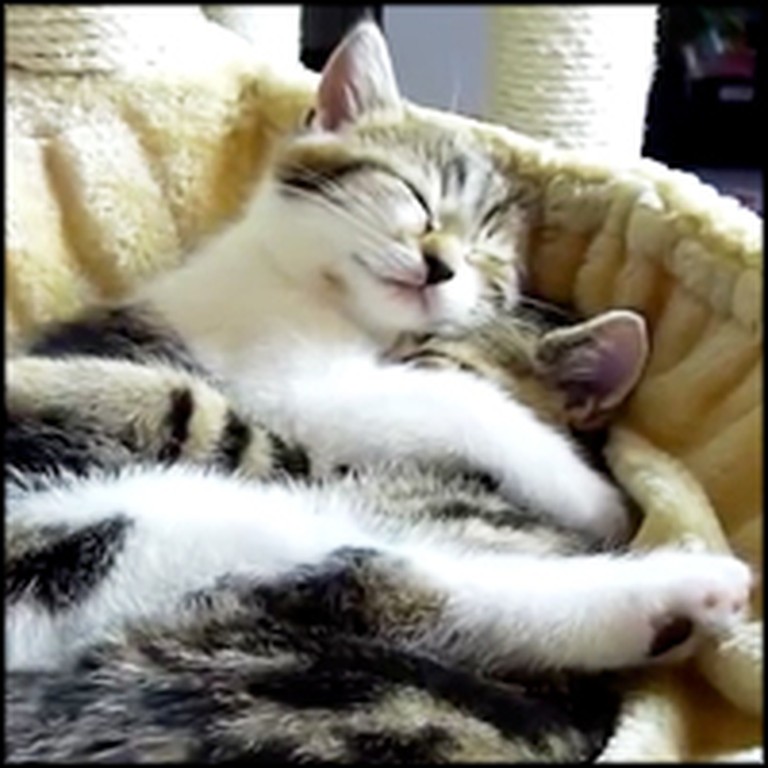 These are the Most Adorable Kitten Hugs on the Internet