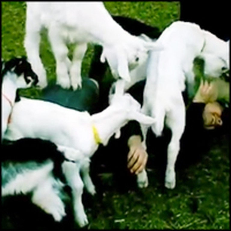 Lucky Girl is Playfully Mauled by Baby Goats