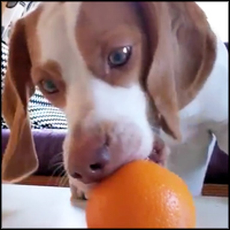 Puppy Discovers an Orange - Cuteness Overload!