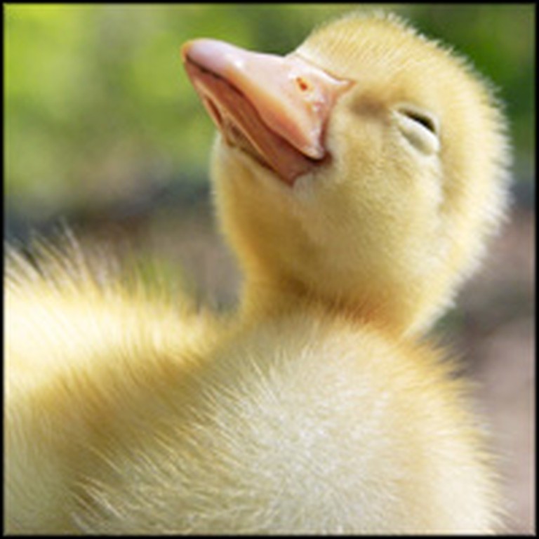 Fuzziest Duckling Ever Just Loves Baths - Too Cute