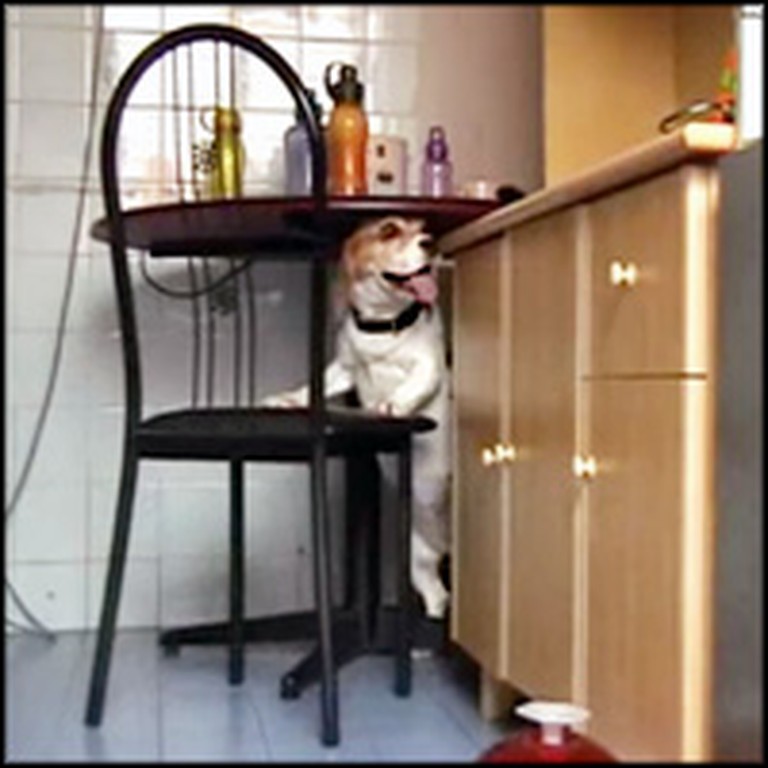 Clever Dog Does Something Genius to Steal Food
