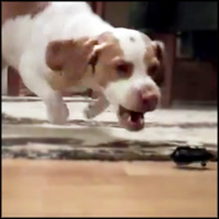 Super Playful Dog Loves the Strangest Toy - He Goes Nuts For It