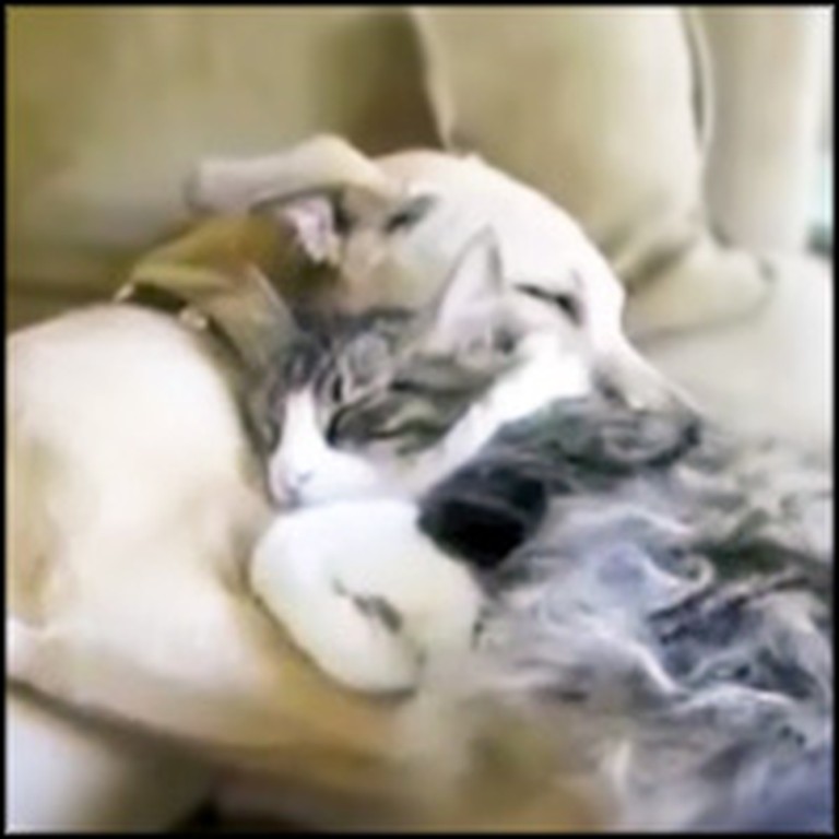 Affectionate Cat Can't Stop Cuddling With Her Doggie Friend