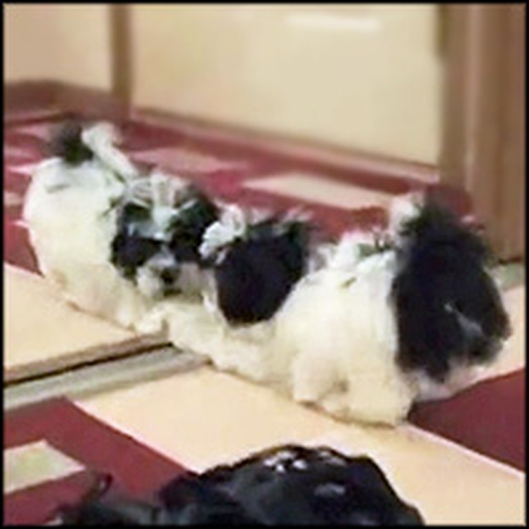 Cute Puppy Playfully Battles His Reflection in the Mirror