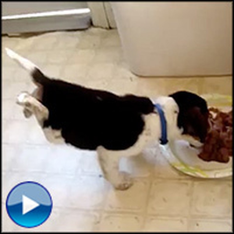 Hilariously Excited Puppy Does a Balancing Act While he Eats