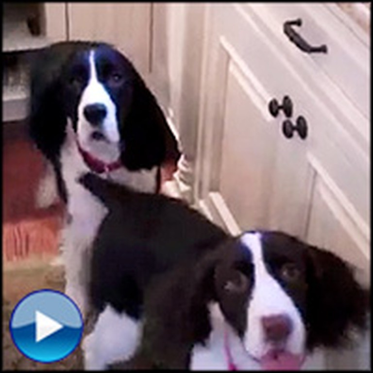 Happy Dogs Celebrate Dinner Time in the Cutest Way