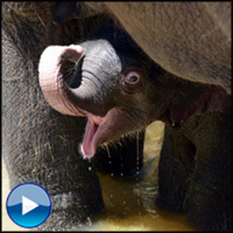 Joyful Baby Elephant Blissfully Enjoys a Bath - It'll Make You Smile