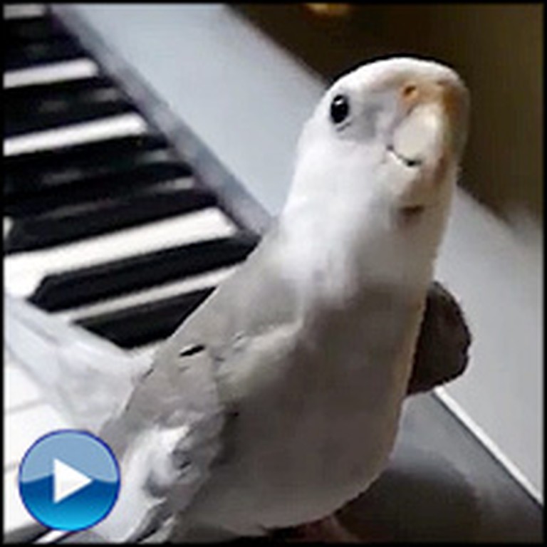 Incredibly Smart Bird Sings a Cute Duet with Owner