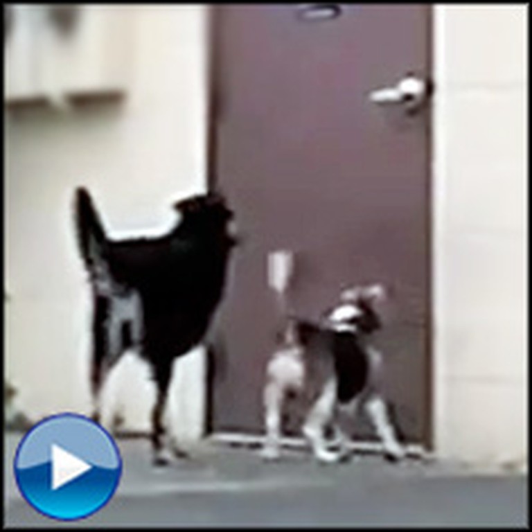 Smart Three Legged Dog Does Something Awesome for His Friend