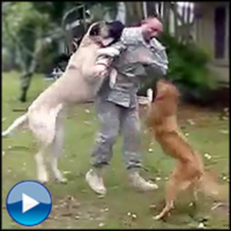 Two Giant Dogs Welcome Home Their Soldier Daddy