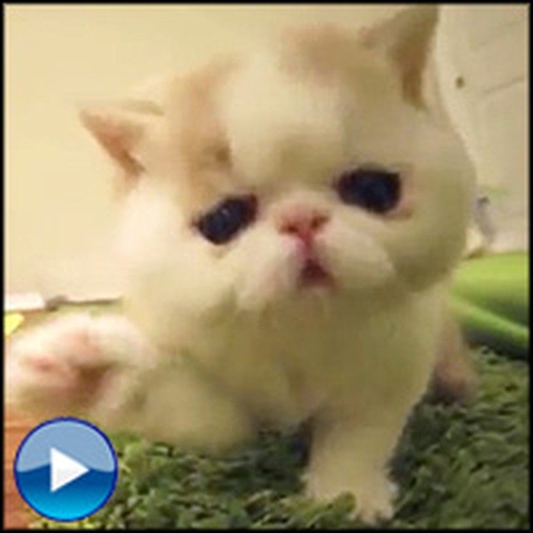 Hilarious Kitten Does the Cutest Things When it Sees a Camera