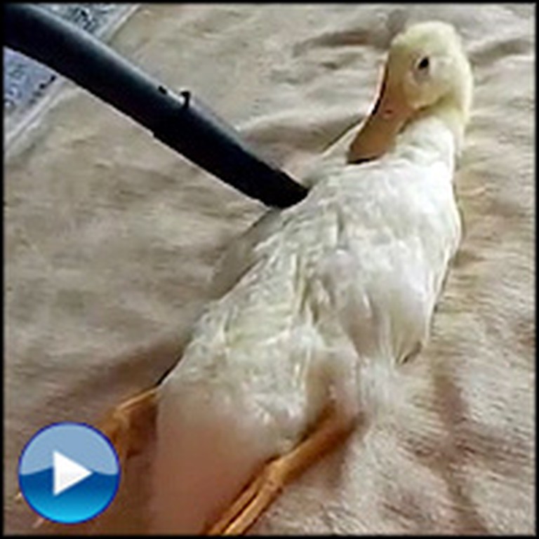 What This Duck Does for Fun is the Weirdest Thing... But So Cute!