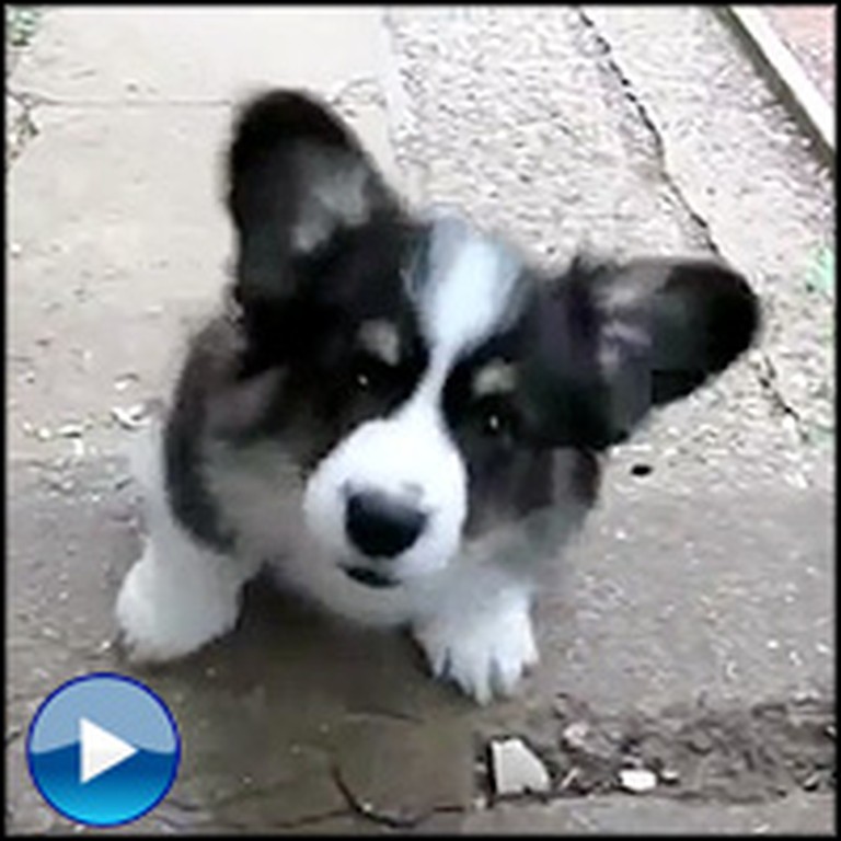 Sweetest Corgi Puppy Ever Attempts to Climb Stairs - He'll Steal Your Heart