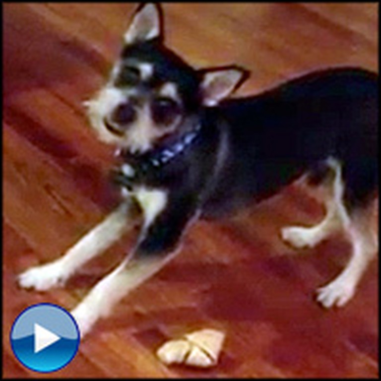 Funny Dog Can't Find His Bone... in Front of His Face