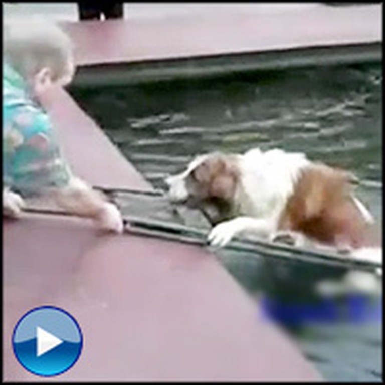The Most Inspiring Dog Rescues You'll Ever See - a Must-See Compilation