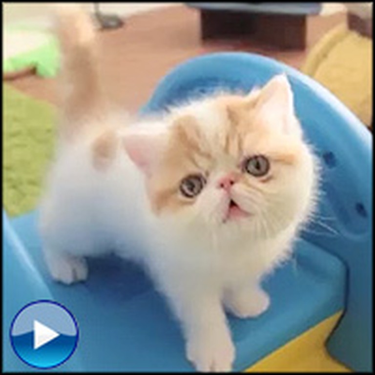 Adorable Roly Poly Kittens Play on an Elephant Slide