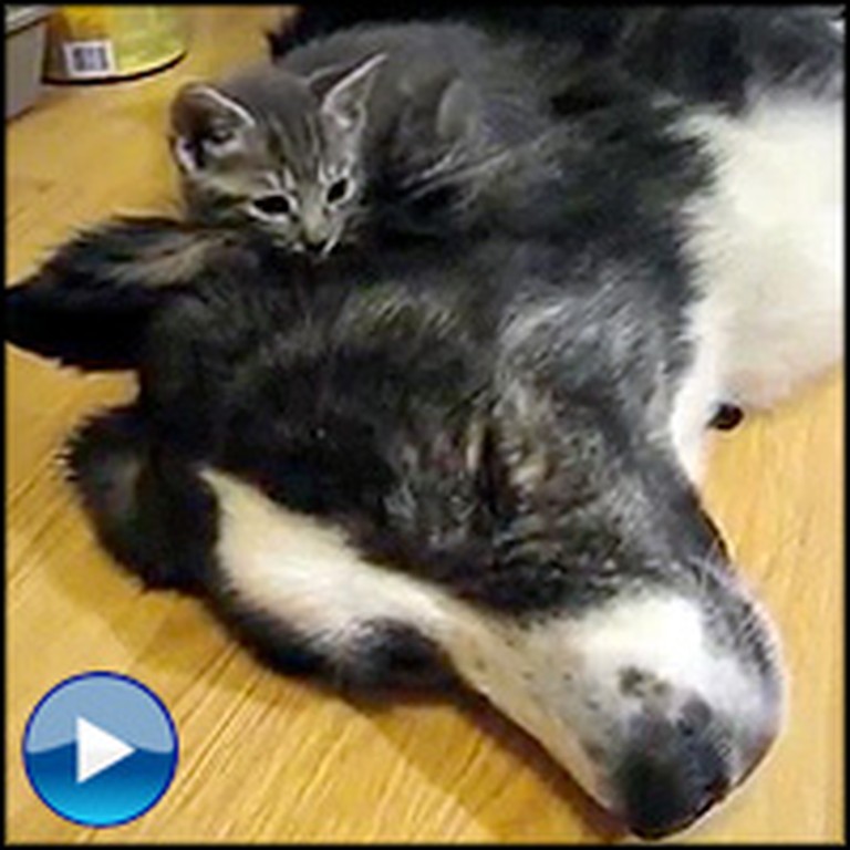 Tiny Kittens Find the Most Adorable Bed to Sleep On - Awww