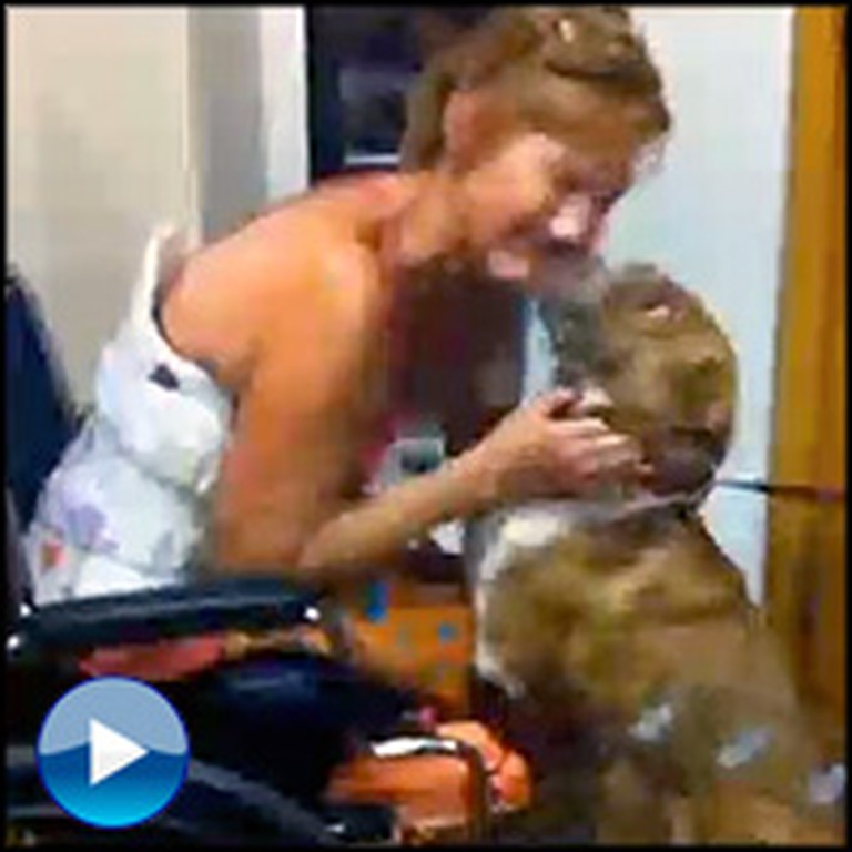 This Dog Survived the Unimaginable to Find Her Owner - Incredibly Touching
