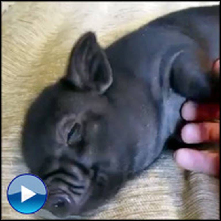 Watch This Adorable Mini Pig Get a Belly Rub - Aww