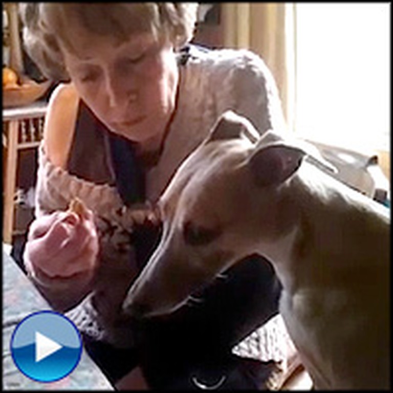 Smartypants Puppy is So Polite to His Momma - See What She Does