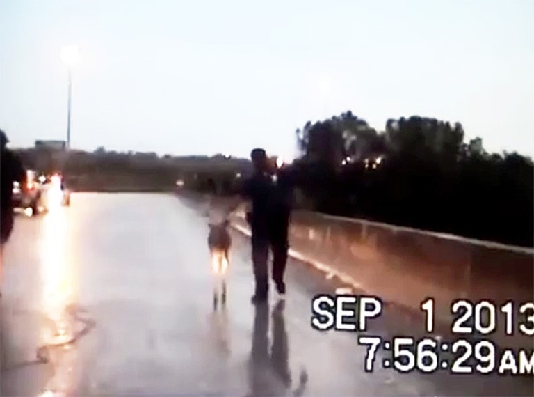 Helpful Police Officer Guides a Frightened Deer to Safety - So Heartwarming