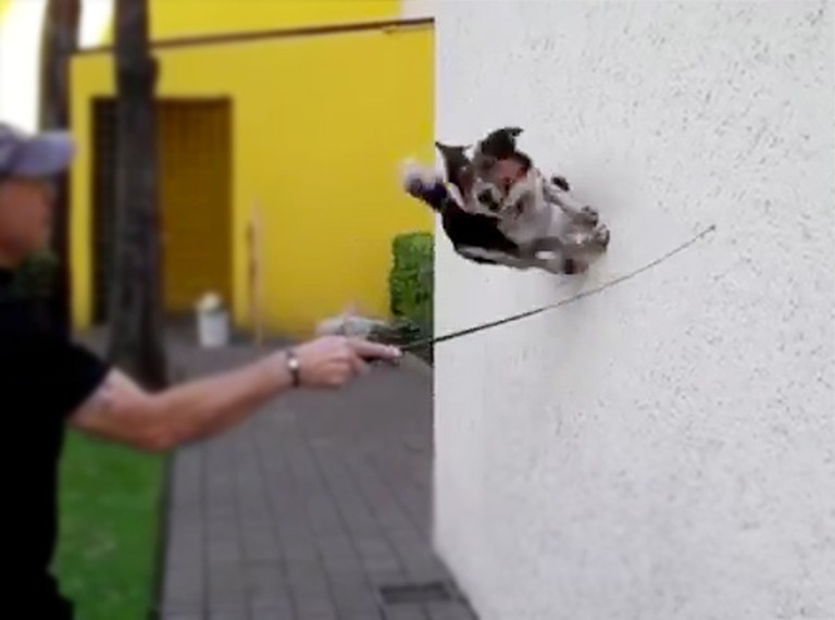 Smart Dog Knows Amazing Tricks You've Never Seen Before