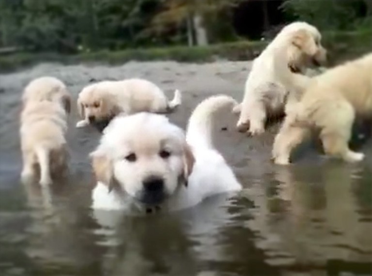 Fluffy Puppies Swim for the Very First Time - and It's So Precious!