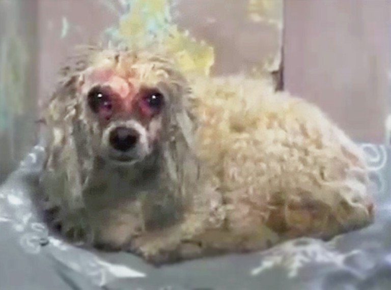 This Neglected Dog Would Have Died If It Weren't for One Good Samaritan