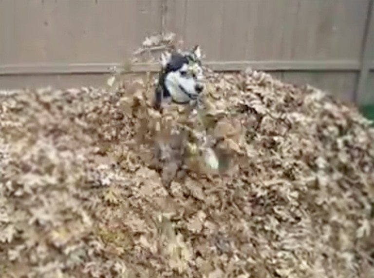 Husky Has the Time of her Life in a Leaf Pile - a Must See Cute Video