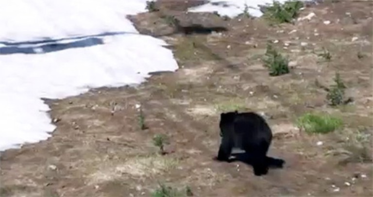 This is How Bears Have Fun in the Mountains - LOL, Too Funny