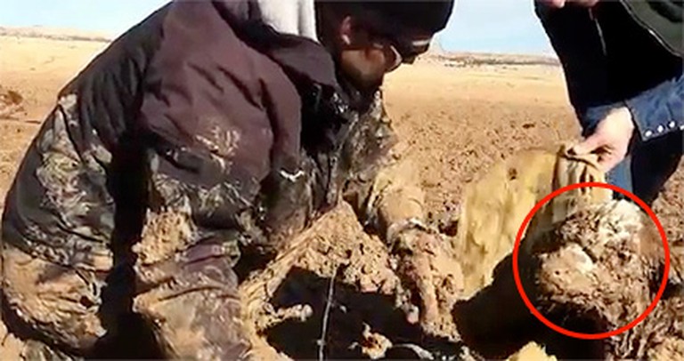 An Orphaned Calf Stuck in Mud Was Dying - Until These Guys Showed Up!