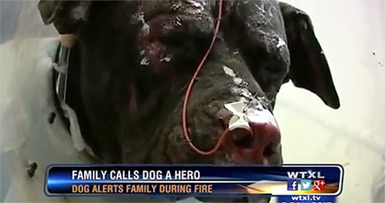 This Family Owes Their Lives to a Canine Guardian Angel - His Act of Heroism is Amazing.