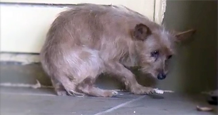 Heartbreaking and Terrified Stray Dog Gets the Happiest Ending Ever
