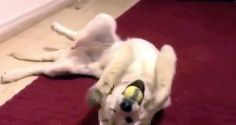 Watch This Simple and Cute Compilation of Dogs That'll Leave You Smiling :)