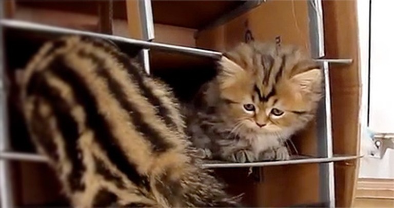 An Adorable Family of Kittens Plays Together Just to Melt Your Heart