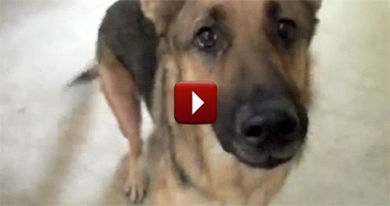 This Funny Talking Dog Prank Might be the Most Hilarious Thing Ever - Check  It Out :)