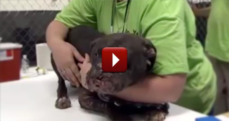 What This Dog Had to Endure Will Bring You to Tears - Watch his Rescue