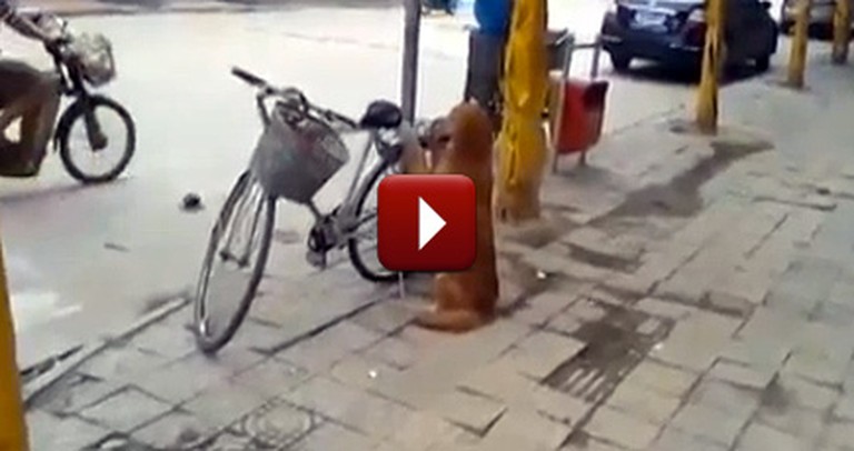 Best Dog Ever Guards a Bicycle - Then Does Something So Funny