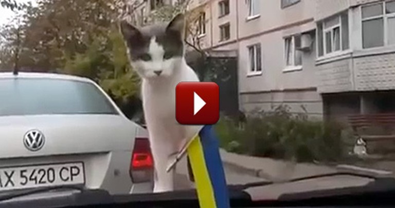 Very Curious Kitten Gets the Surprise of a Lifetime - LOL