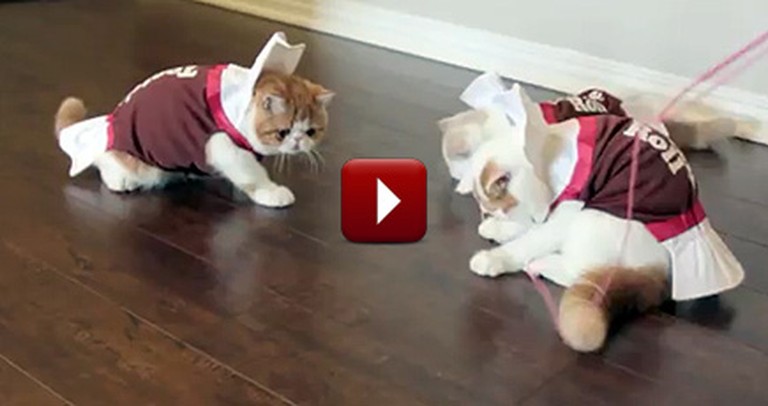 Kittens Dressed Up as Tootsie Rolls are the Cutest
