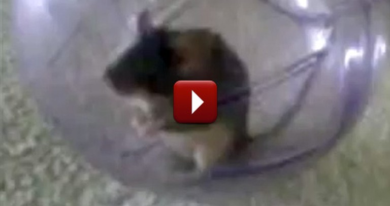 This Talking Mouse Will Make You Crack Up - Too Funny