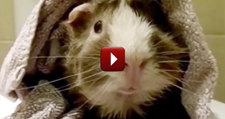 This Talking Guinea Pig's Hilarious Interview is Bound to Make You Smile