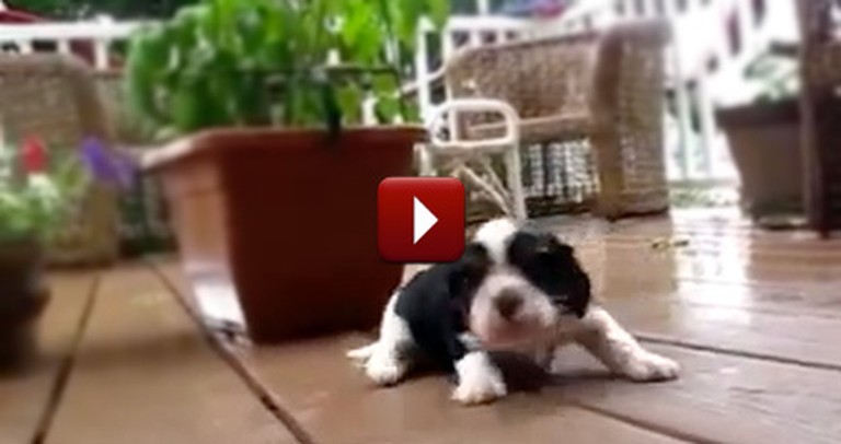 This Compilation of Puppies Learning to Walk is the Cutest Thing