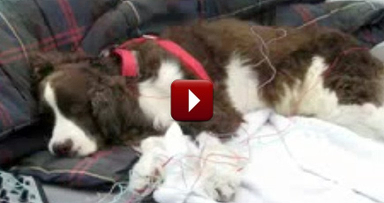 Dog Barely Able to Move Learns to Run - The End Will Make You Cry