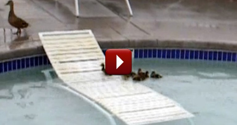 Smart Mommy Duck Saves her Ducklings in a Pool