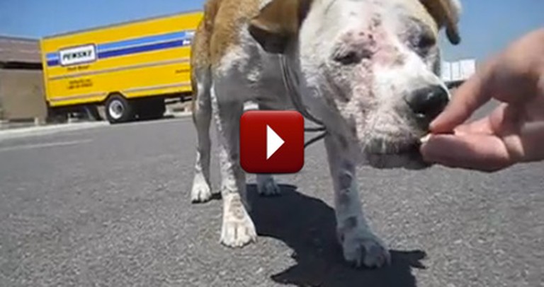 Dog Thrown Away in a Landfill Gets Rescued - So Touching