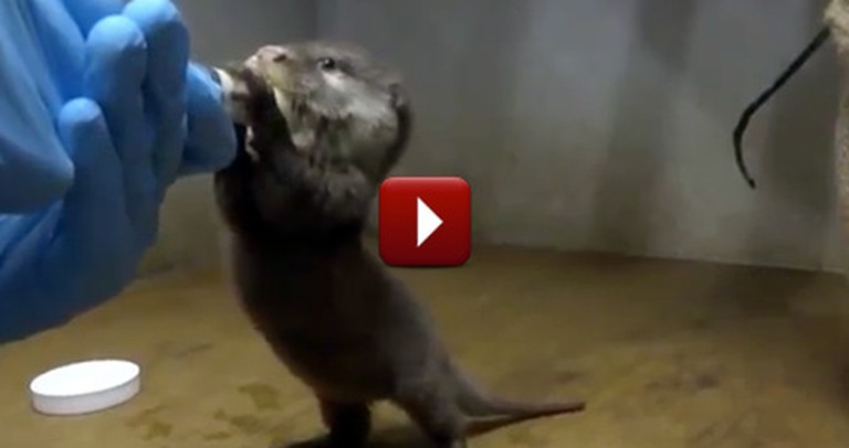 This Baby Otter's Feeding Ritual Will Melt Your Heart to Pieces