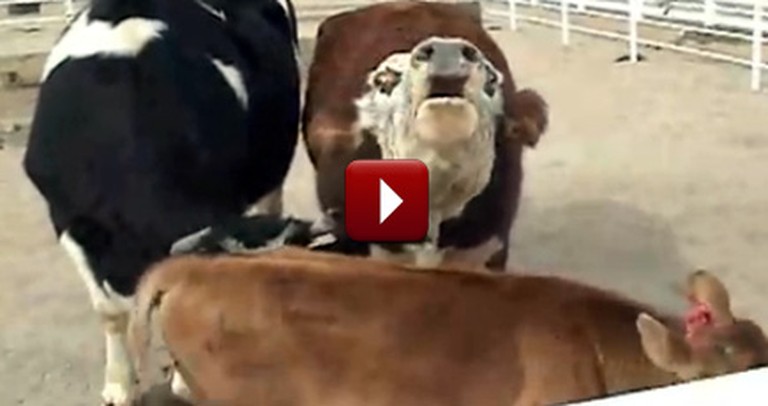 Cow Cries All Night Over Loss of her Calf - Then They Reunite