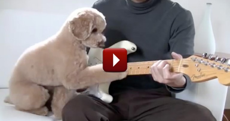 Adorable Doggie and Owner Have a Jam Session Together